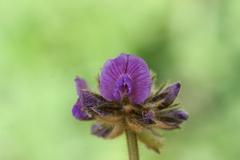 Flemingia nilgheriensis